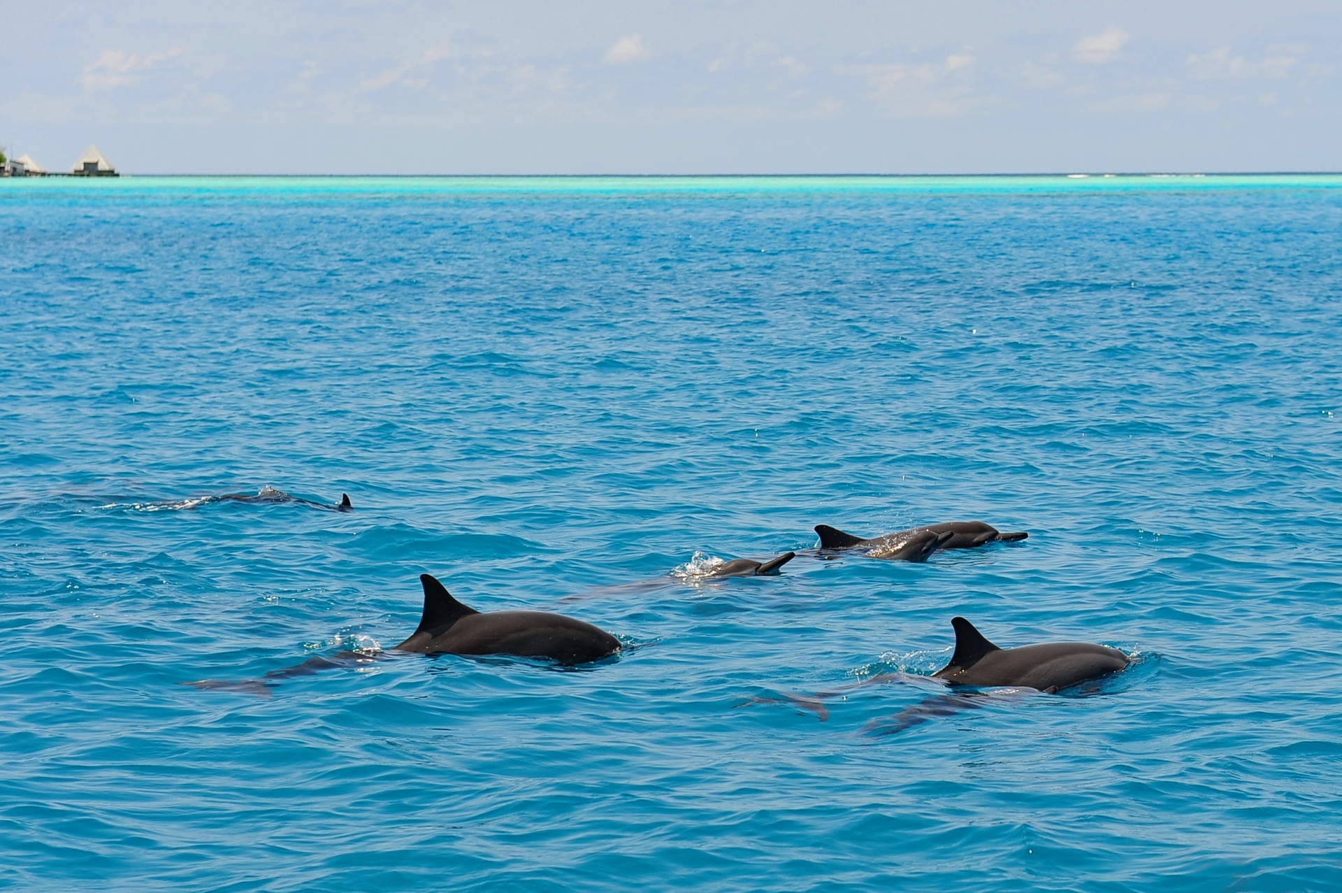 Dolphins - A Honeymoon to Oman and the Maldives