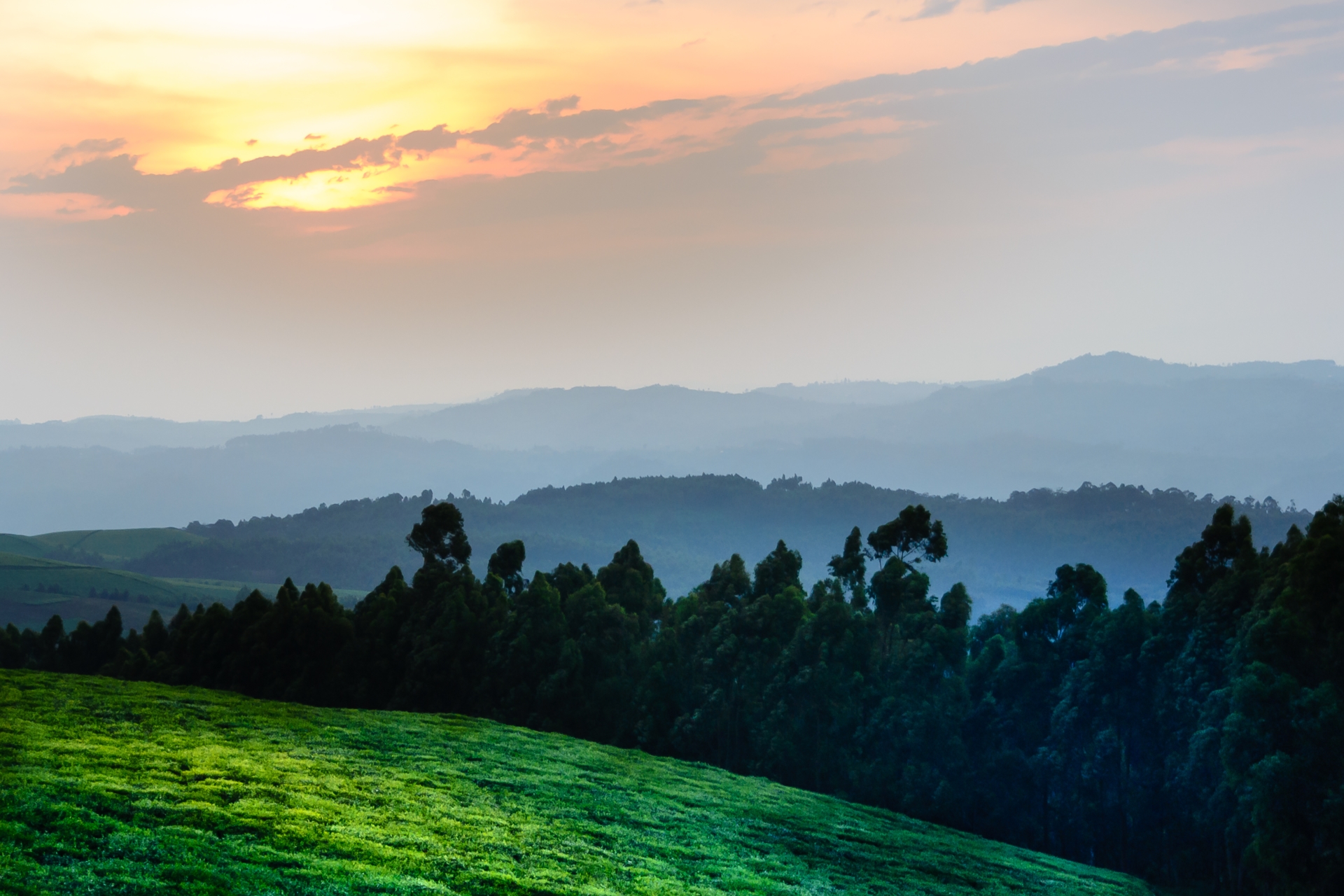 Nyungwe Forest - Highlights of Rwanda