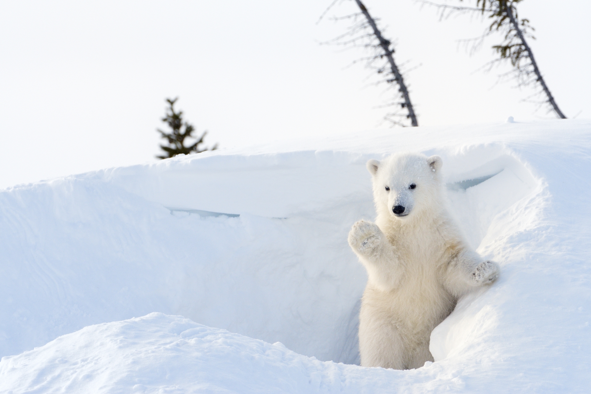 Polar bear cub - Nanuk Polar Bear Lodge