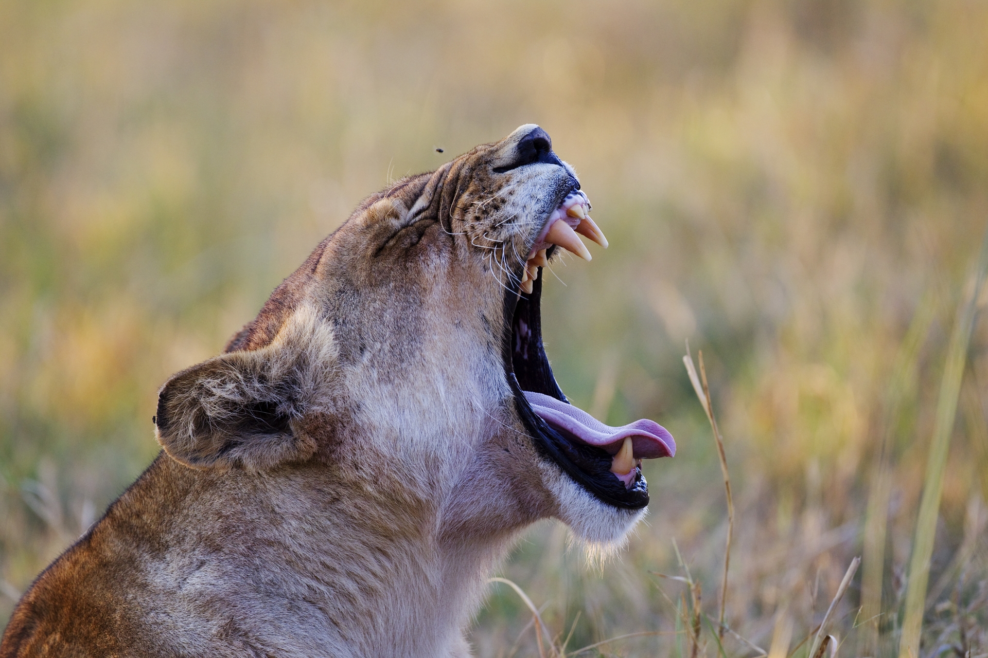 Lion yawning - Botswana Honeymoon