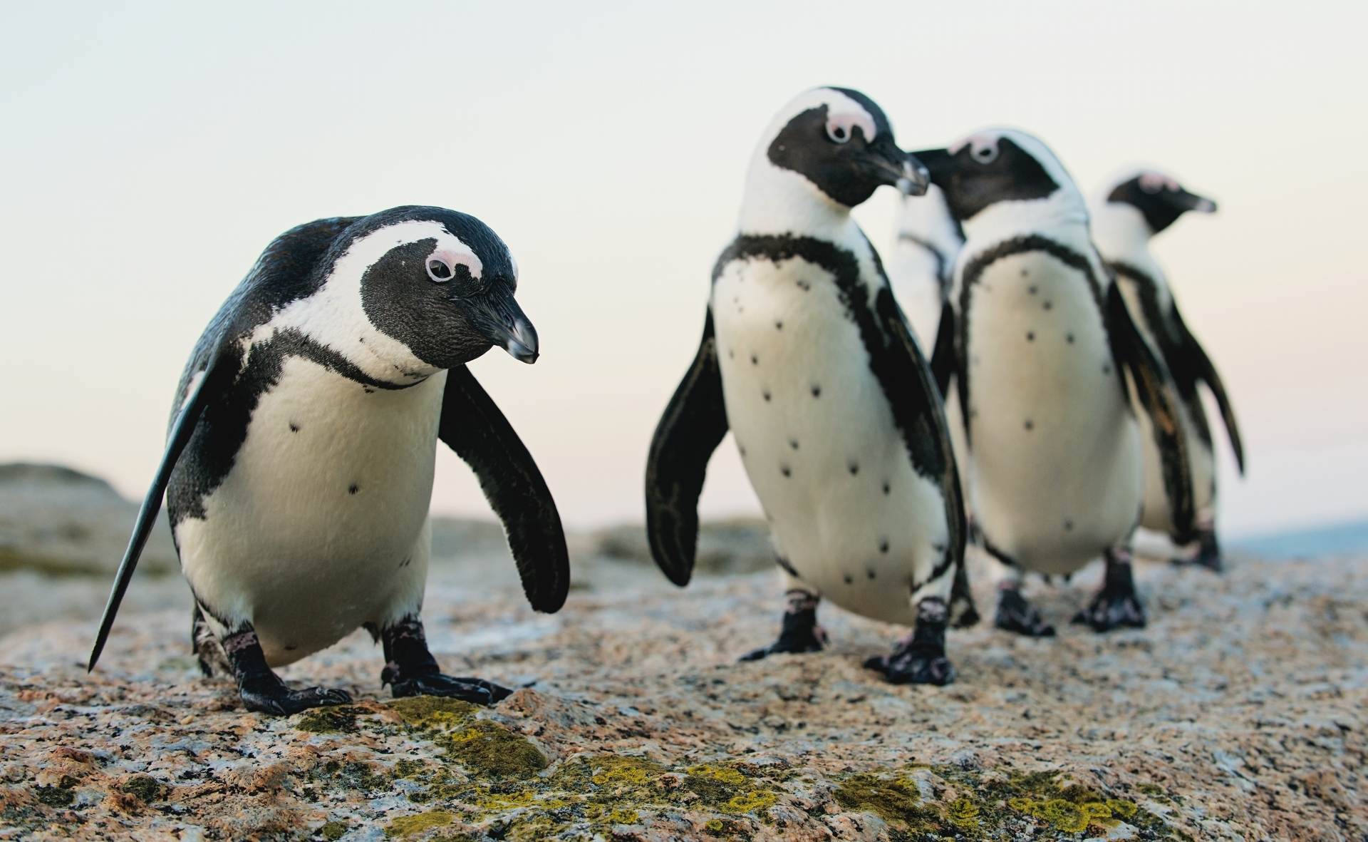Penguins of Cape Town - Twin Centre Rwanda and Cape Town