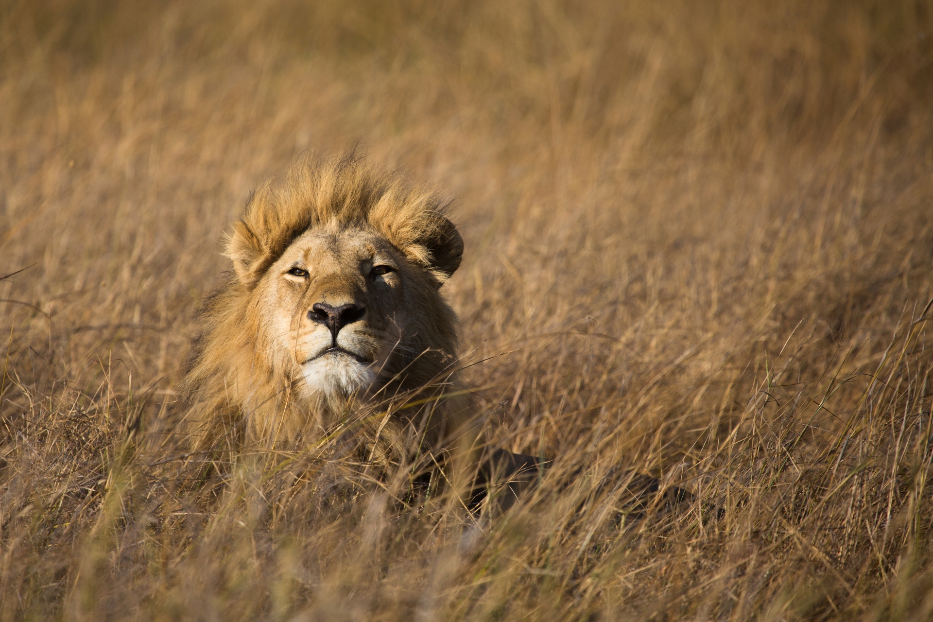 Lion - Essential Botswana