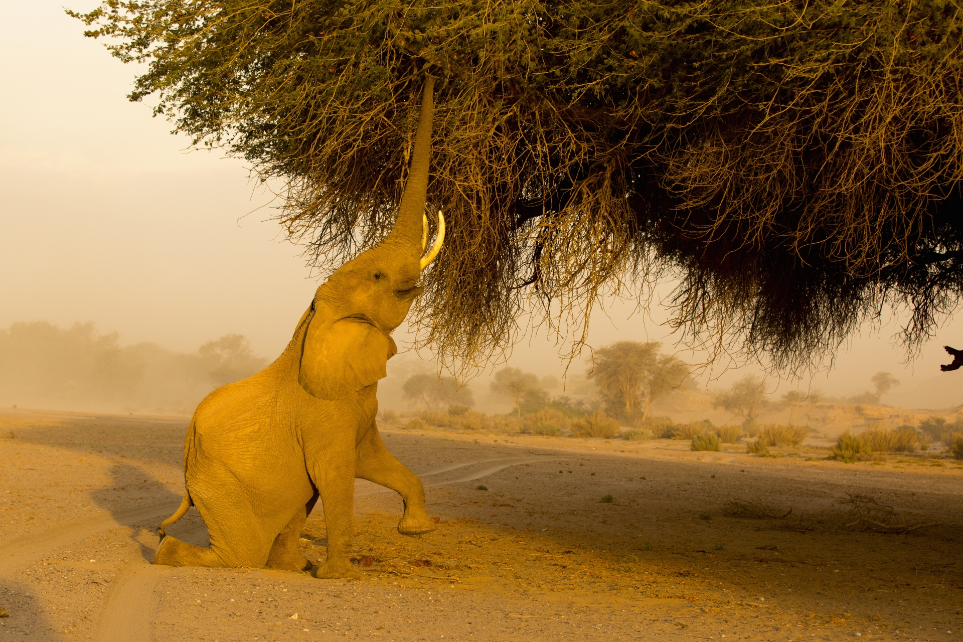 Desert adapted elephant - Namibia for Teenagers