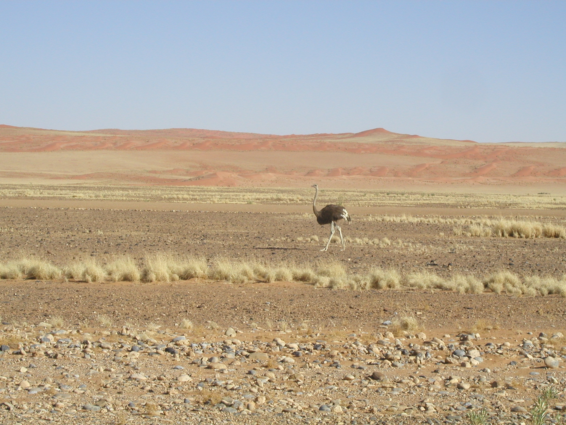 Ostrich against desert backdrop - Kunene Camp