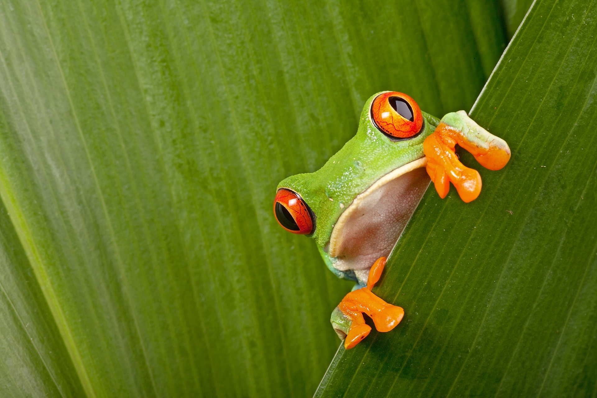 Red-eyed Tree Frog - Costa Rica for Teenagers