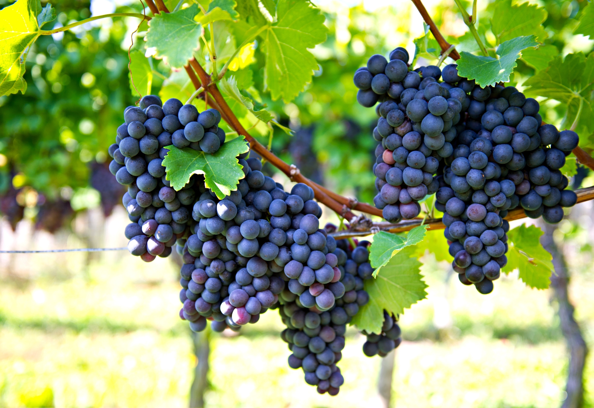 Grapes in the vineyards - 