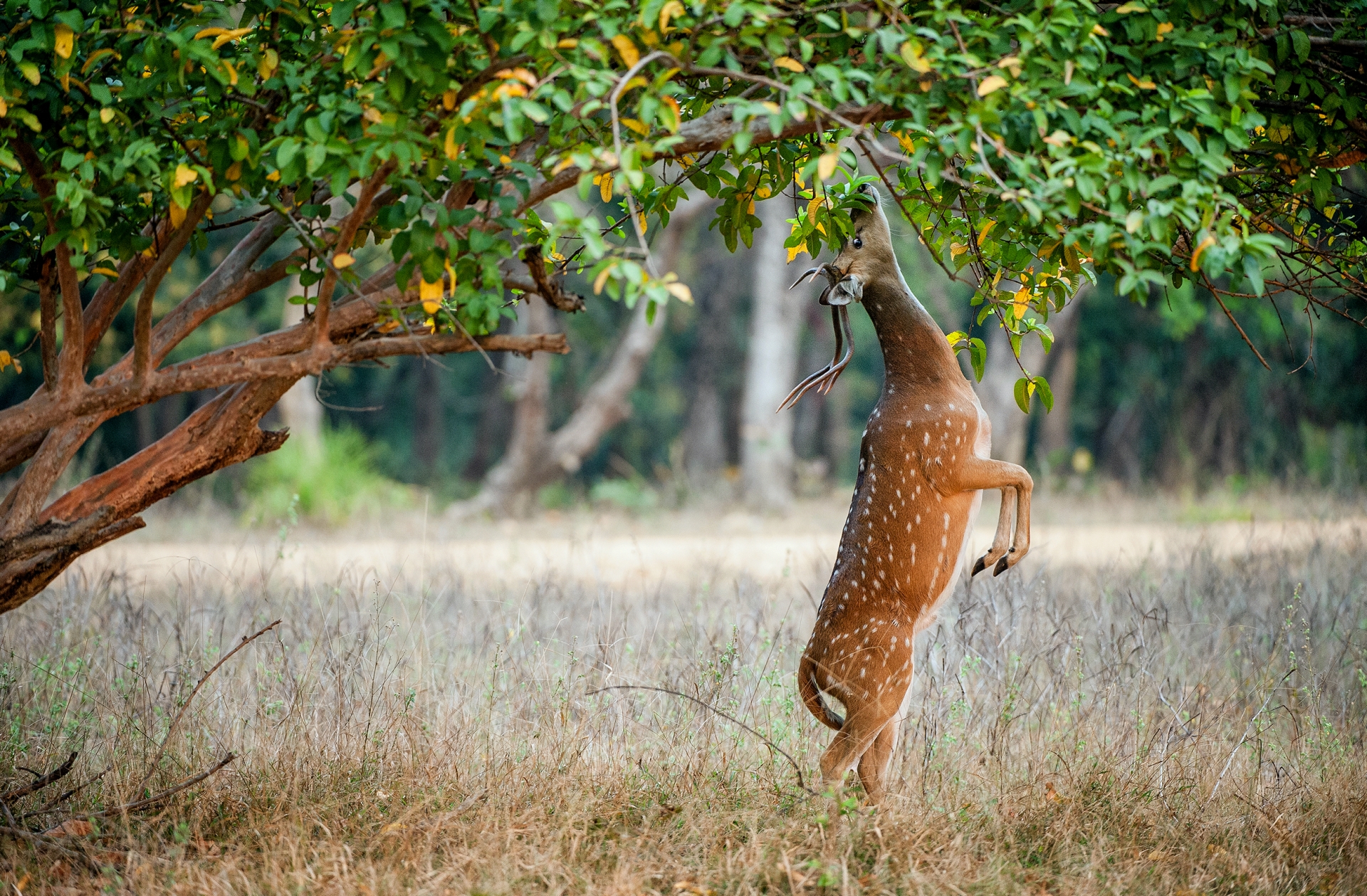 Deer in Ranthambore - 