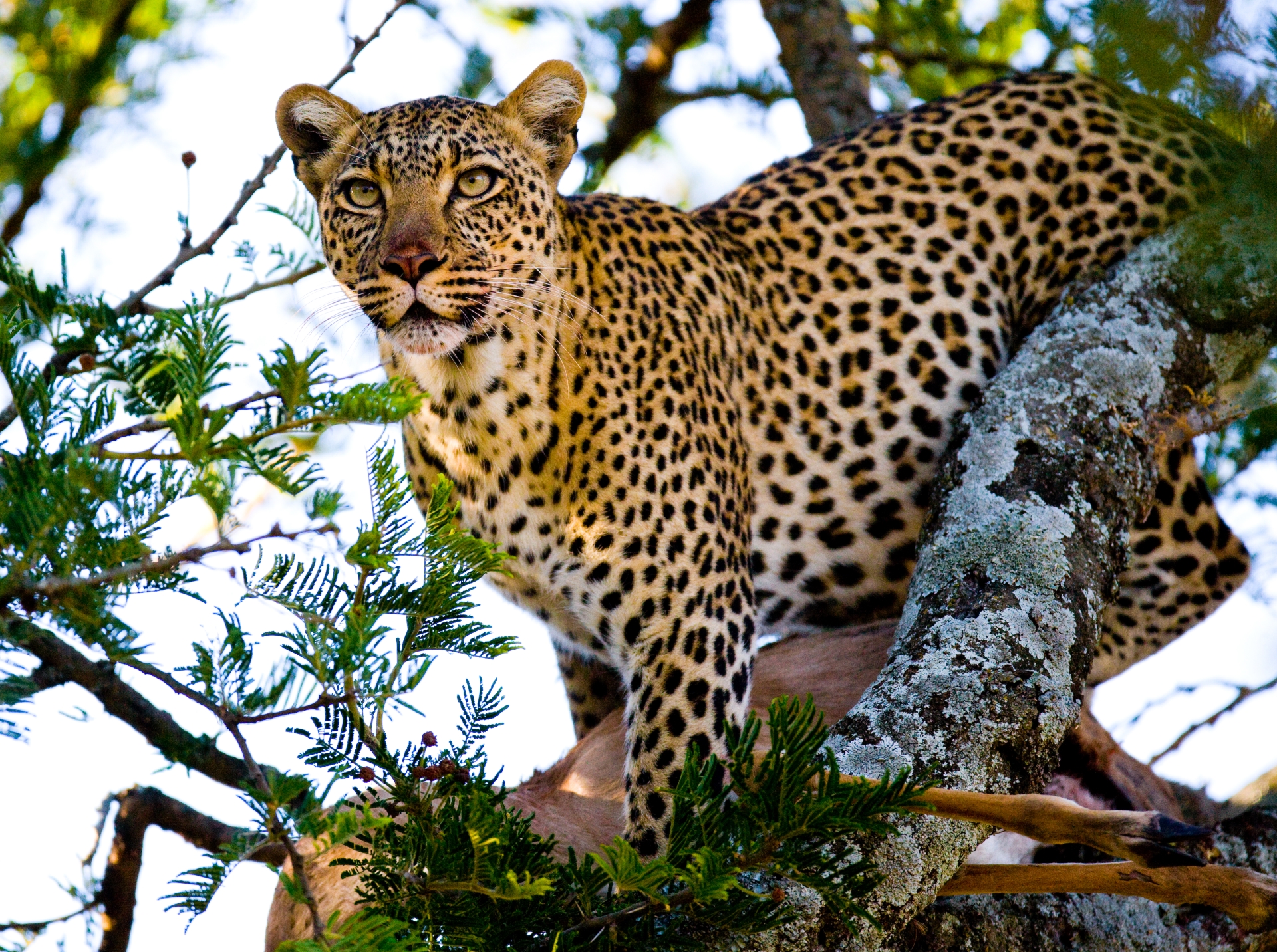 leopard in Mara - 