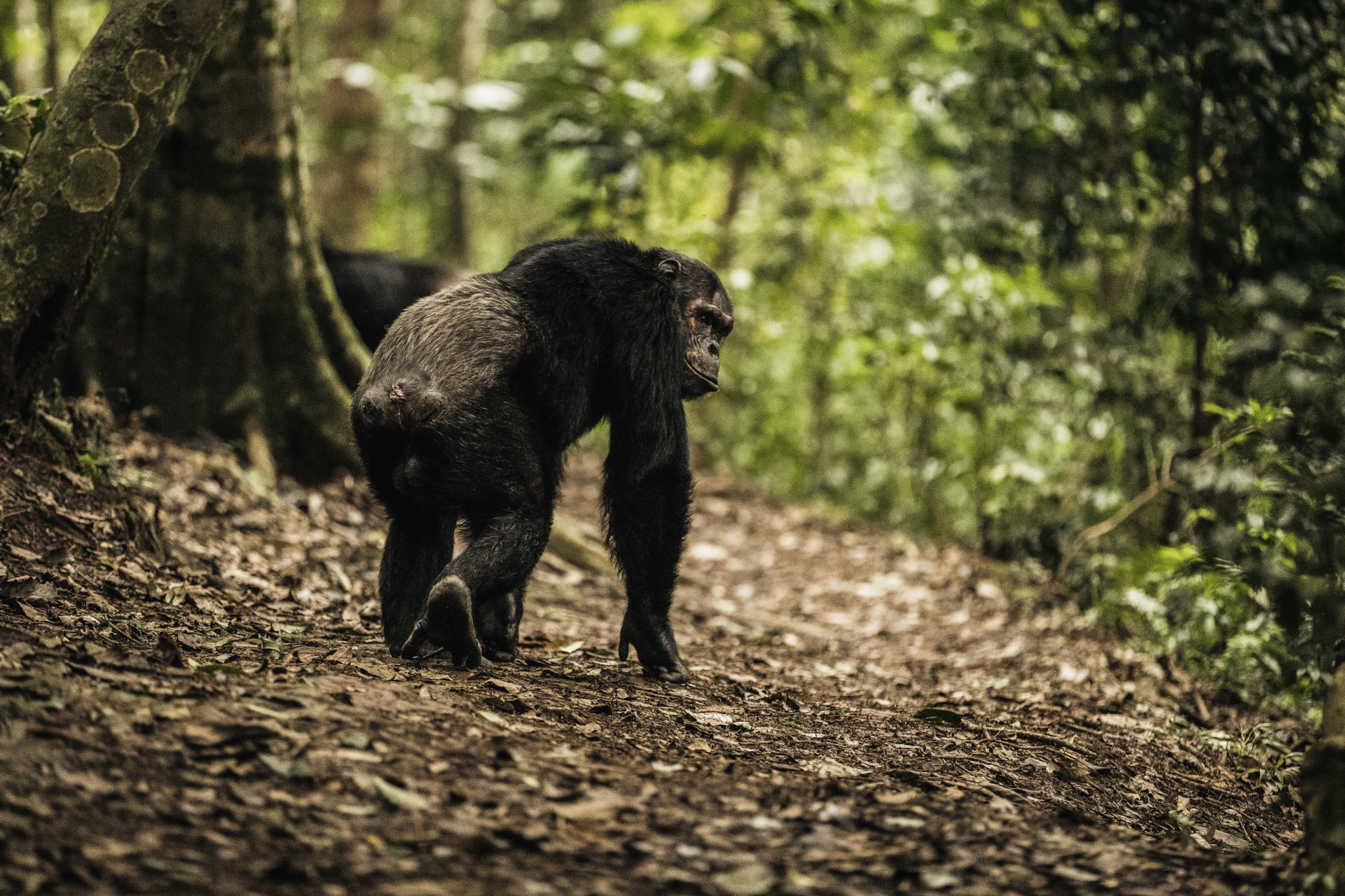 Chimpanzee Trek
