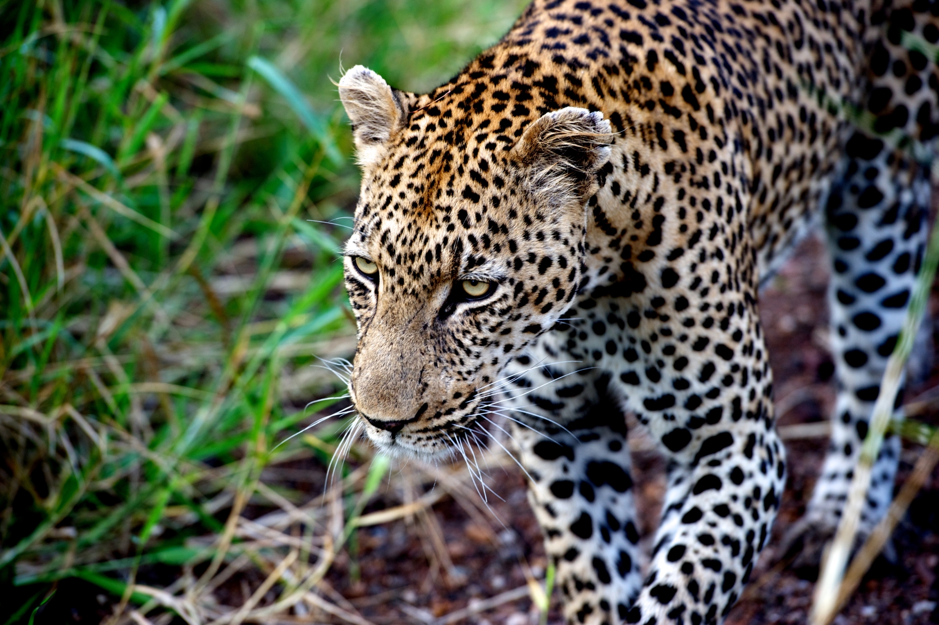 Singita Leopard 