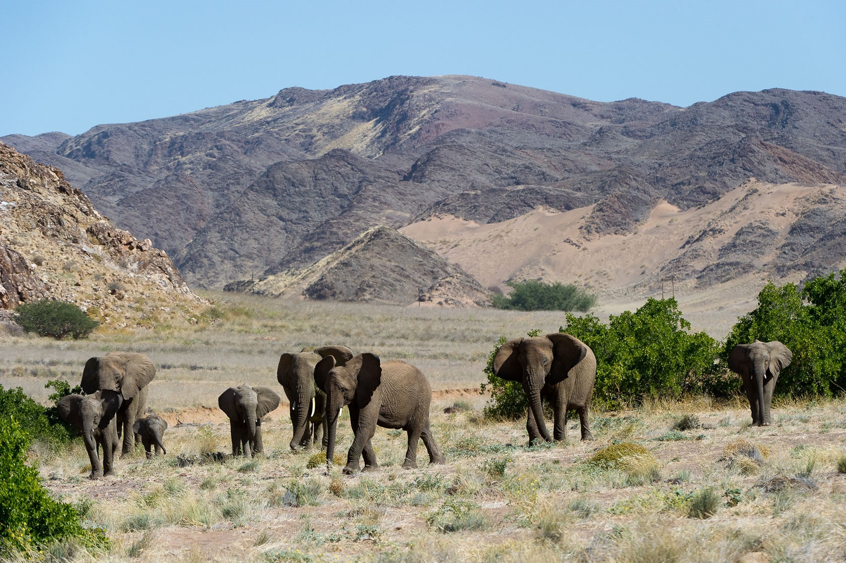 Desert-adapted elephant 