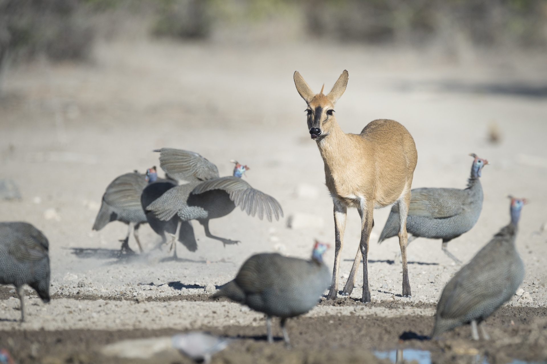 Duiker and guinea fowl by watering hole 