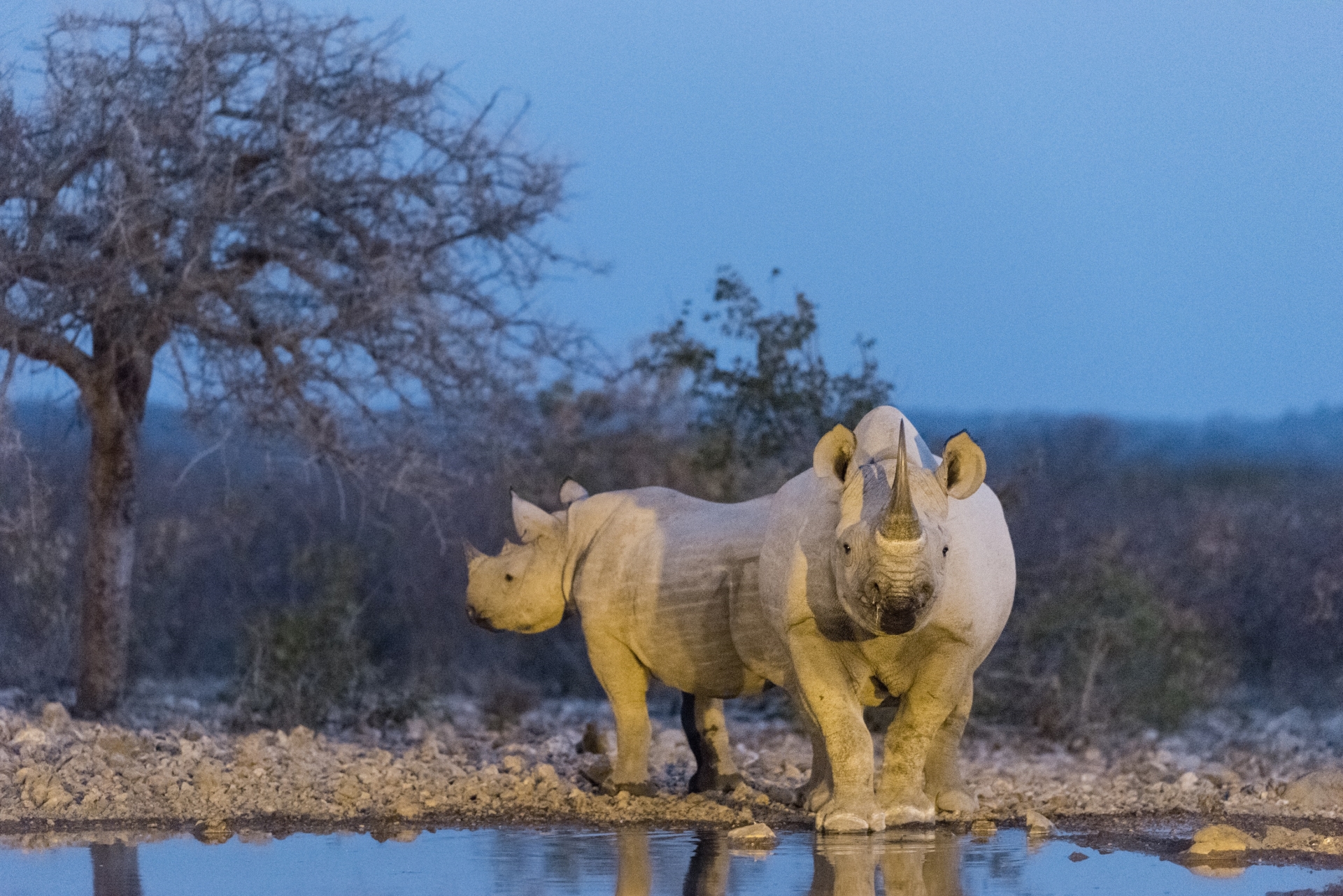 Rhinos at watering hole 