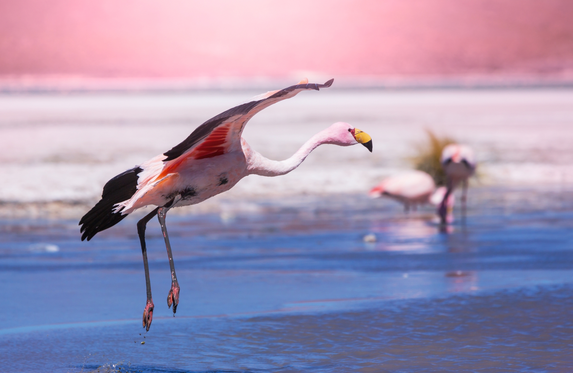Flamingos near the salt flats 