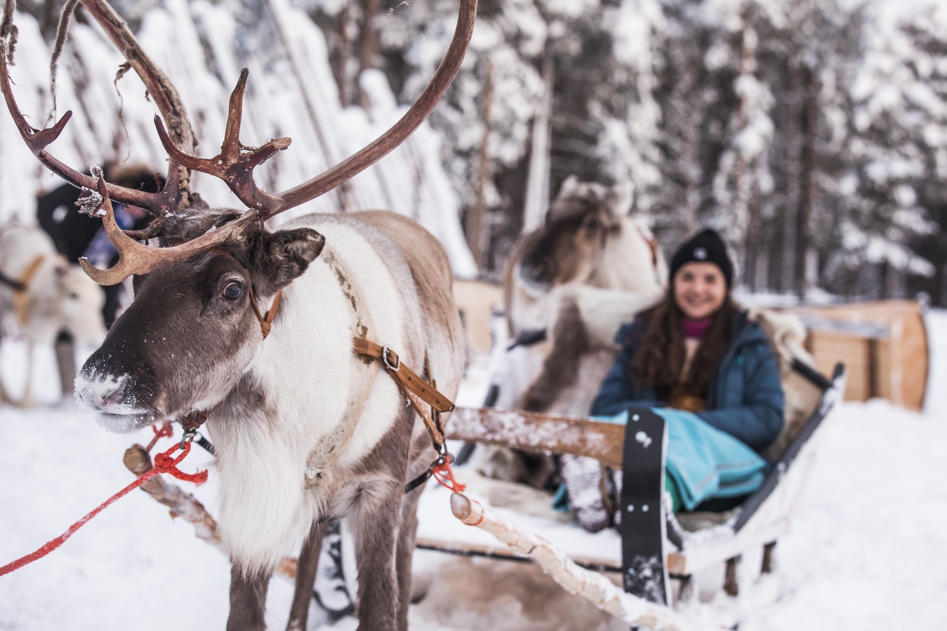 Reindeer - Finnish Lapland for Families  