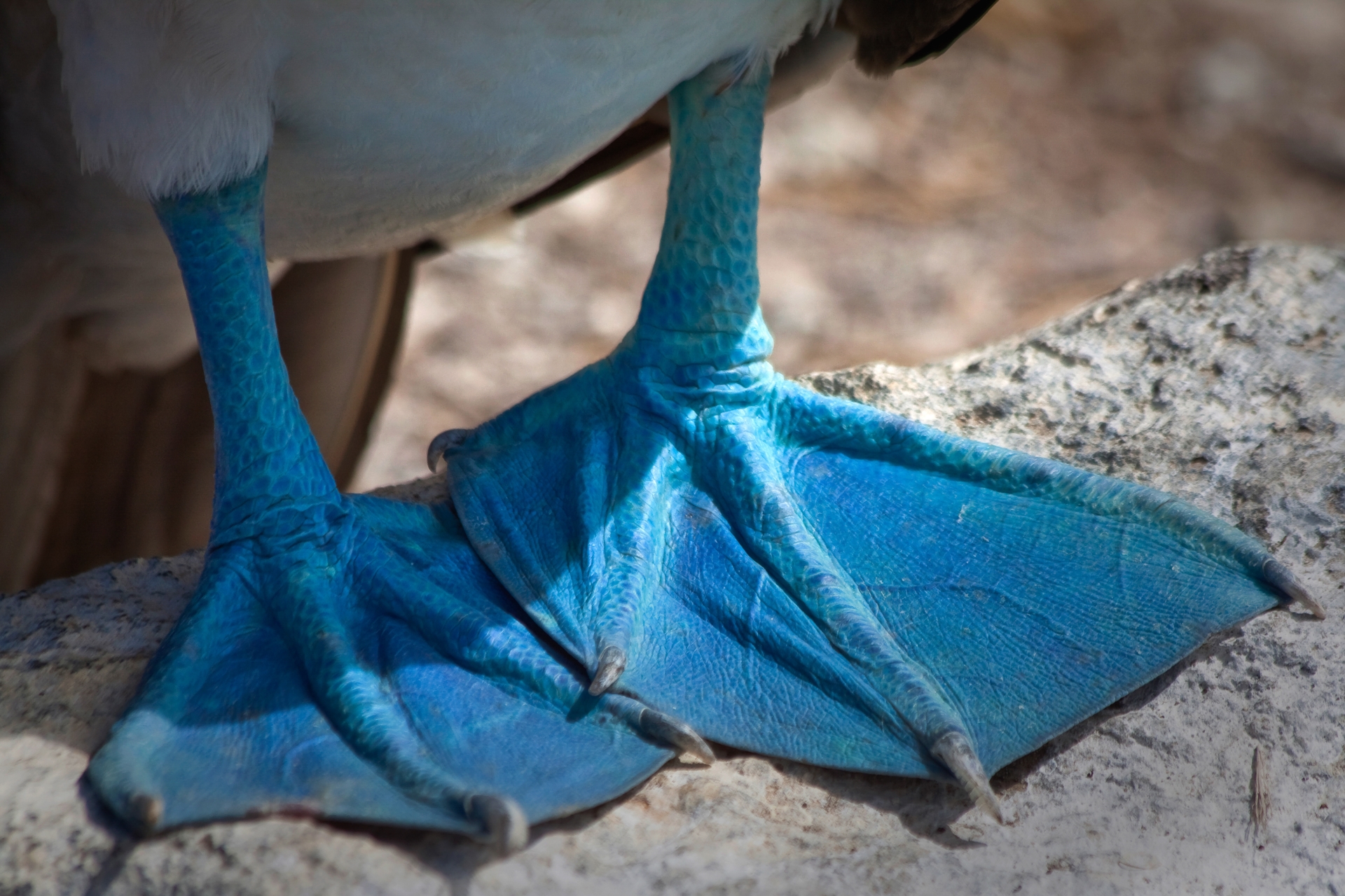 Blue footed Booby - Ecuador and Galapagos Honeymoon