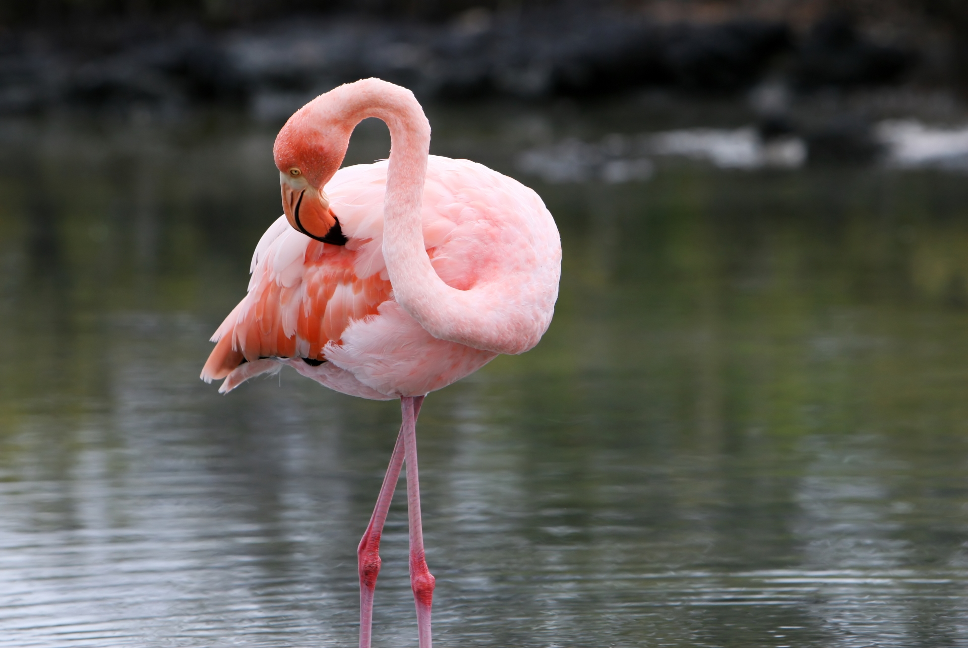 Flamingo - Ecuador and Galapagos Honeymoon