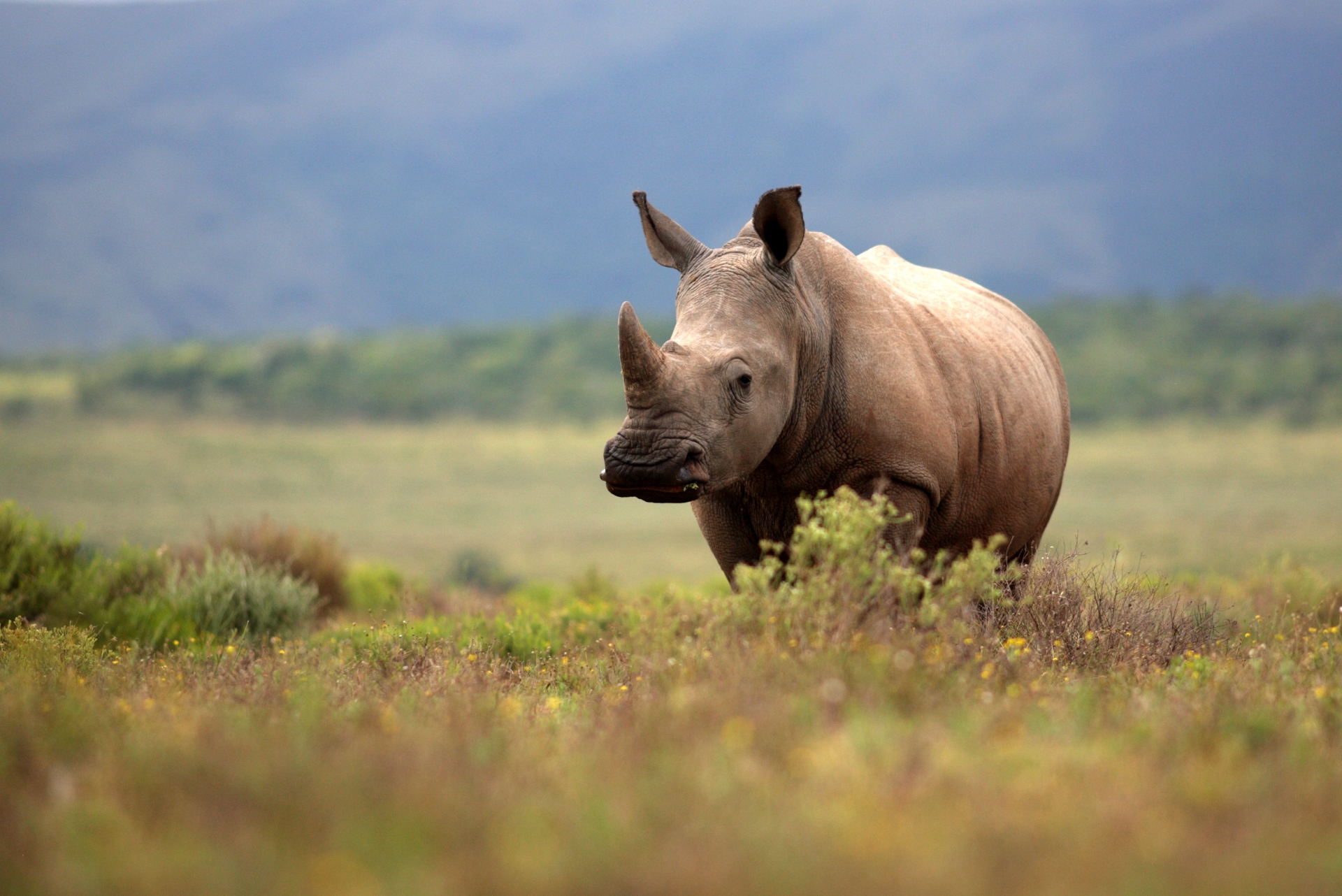 Rhino sighting - South Africa Uncovered 