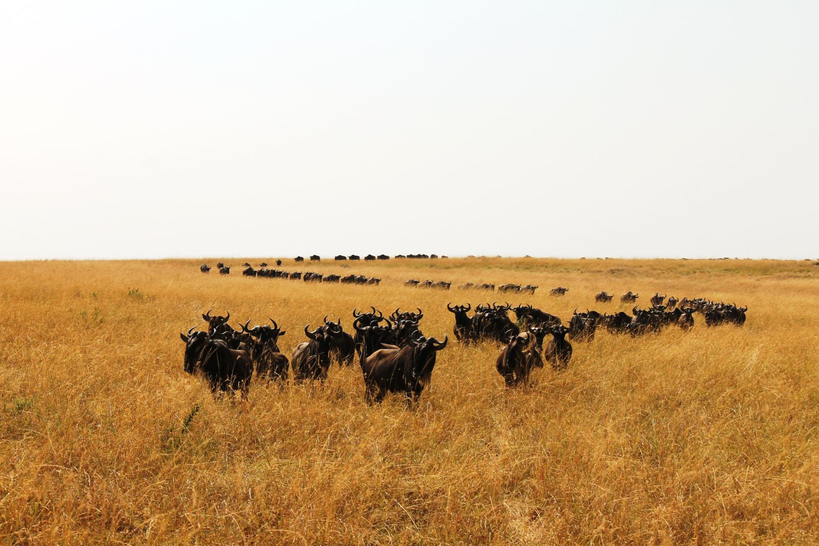 Wildebeest Serengeti- Northern Tanzania Uncovered 