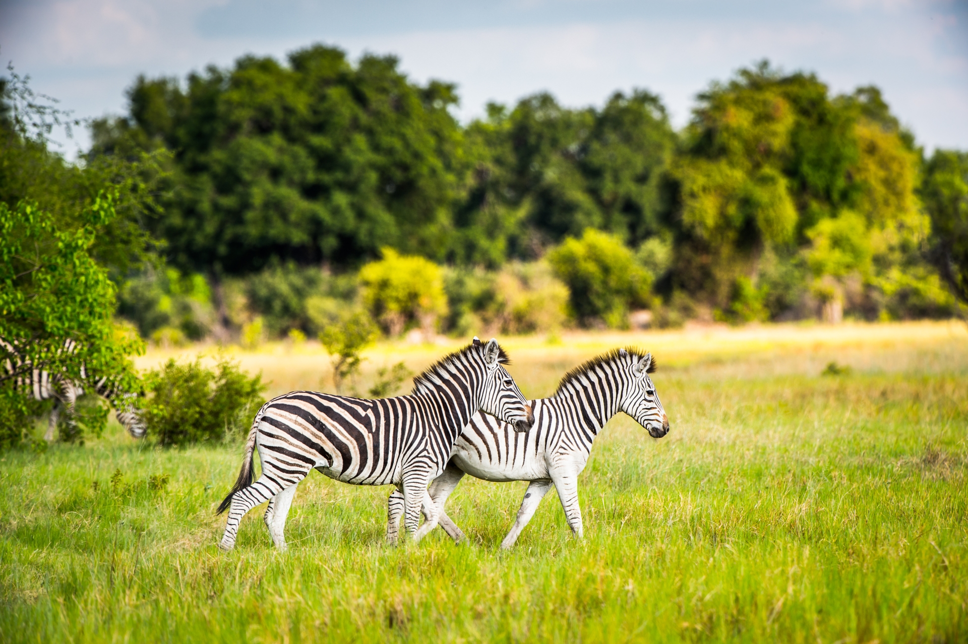Zebras - Discover the Okavango Delta