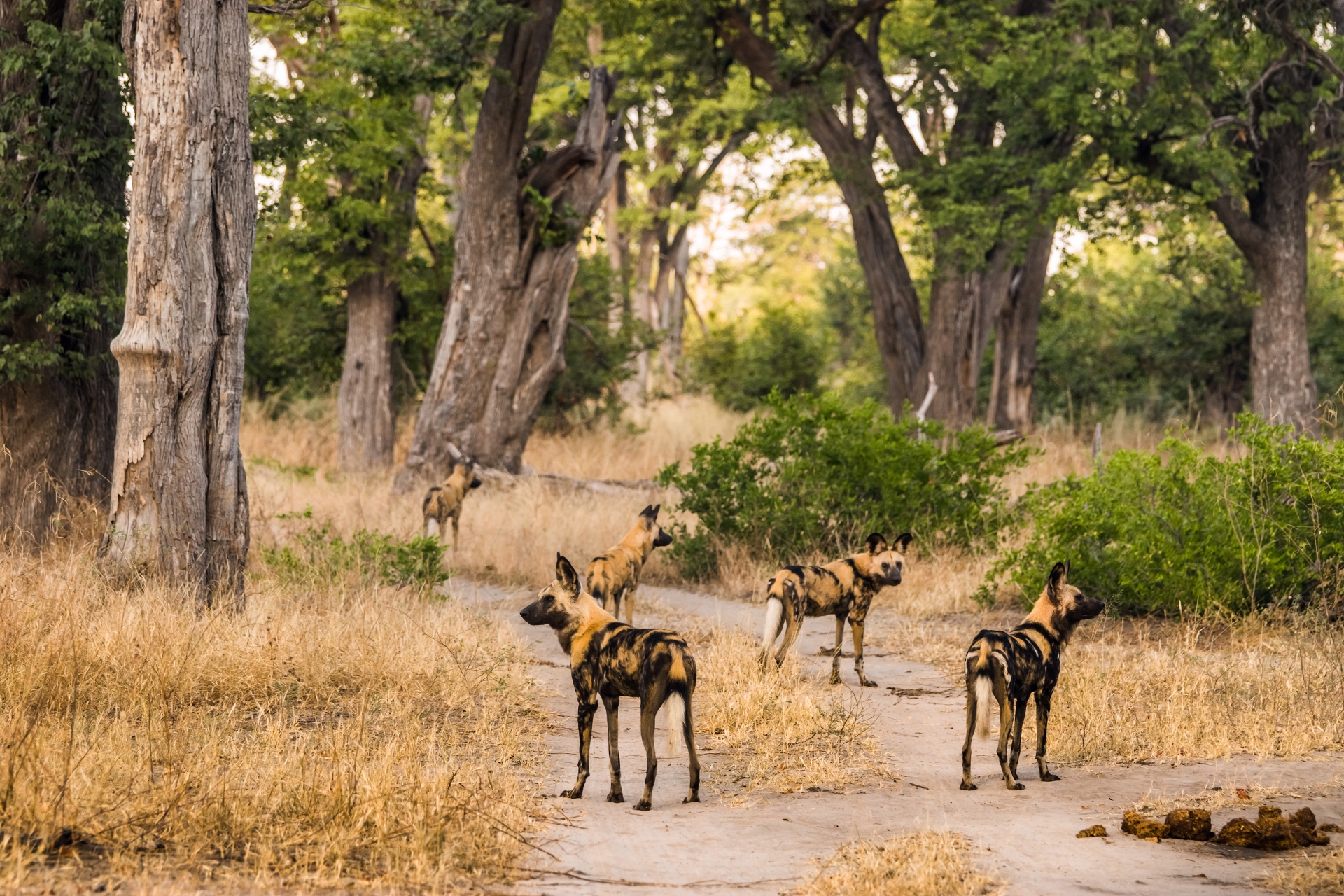 Wild dogs - Discover the Okavango Delta