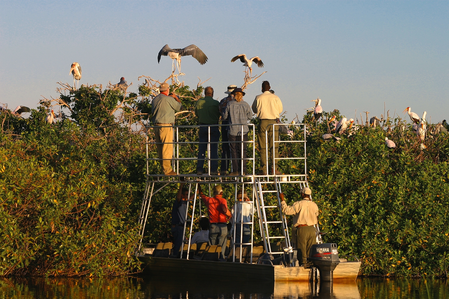 Visiting the Kwara heronry - Discover the Okavango Delta