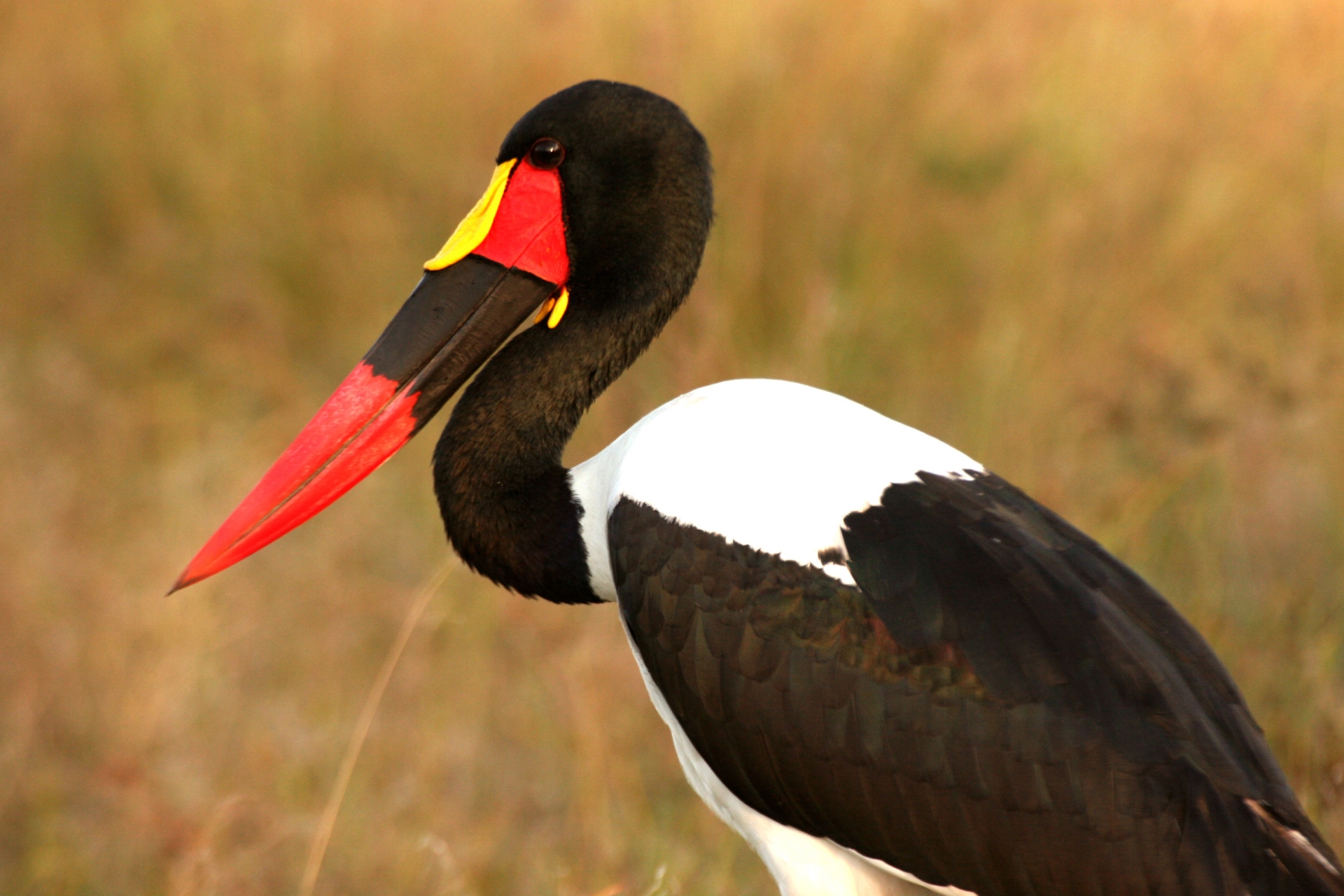 Saddle Billed Stork - Wild Botswana 