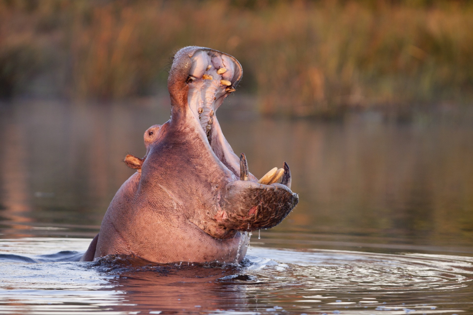 Hippo Yawn - Wild Botswana 