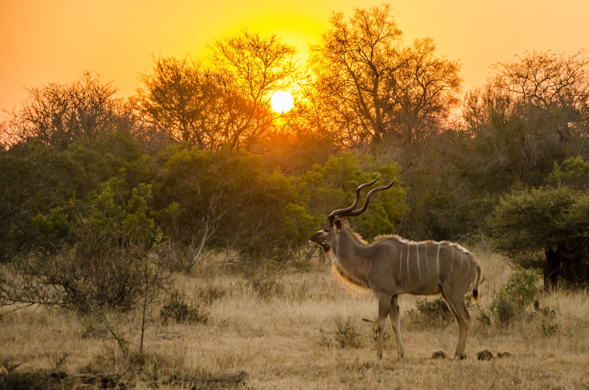 Sunset and kudu in the Kruger 