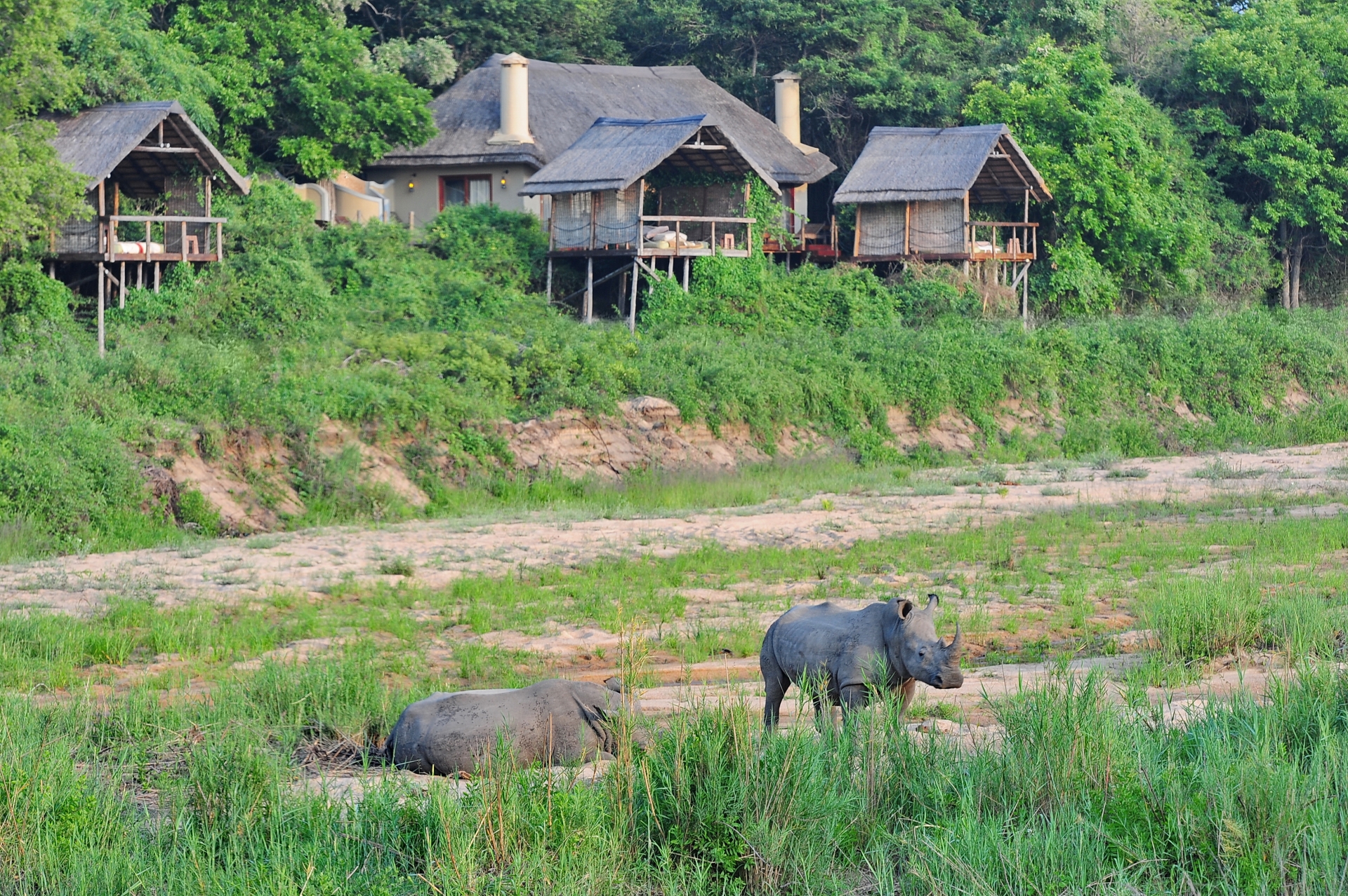 Rhino outside Jock Safari Lodge 