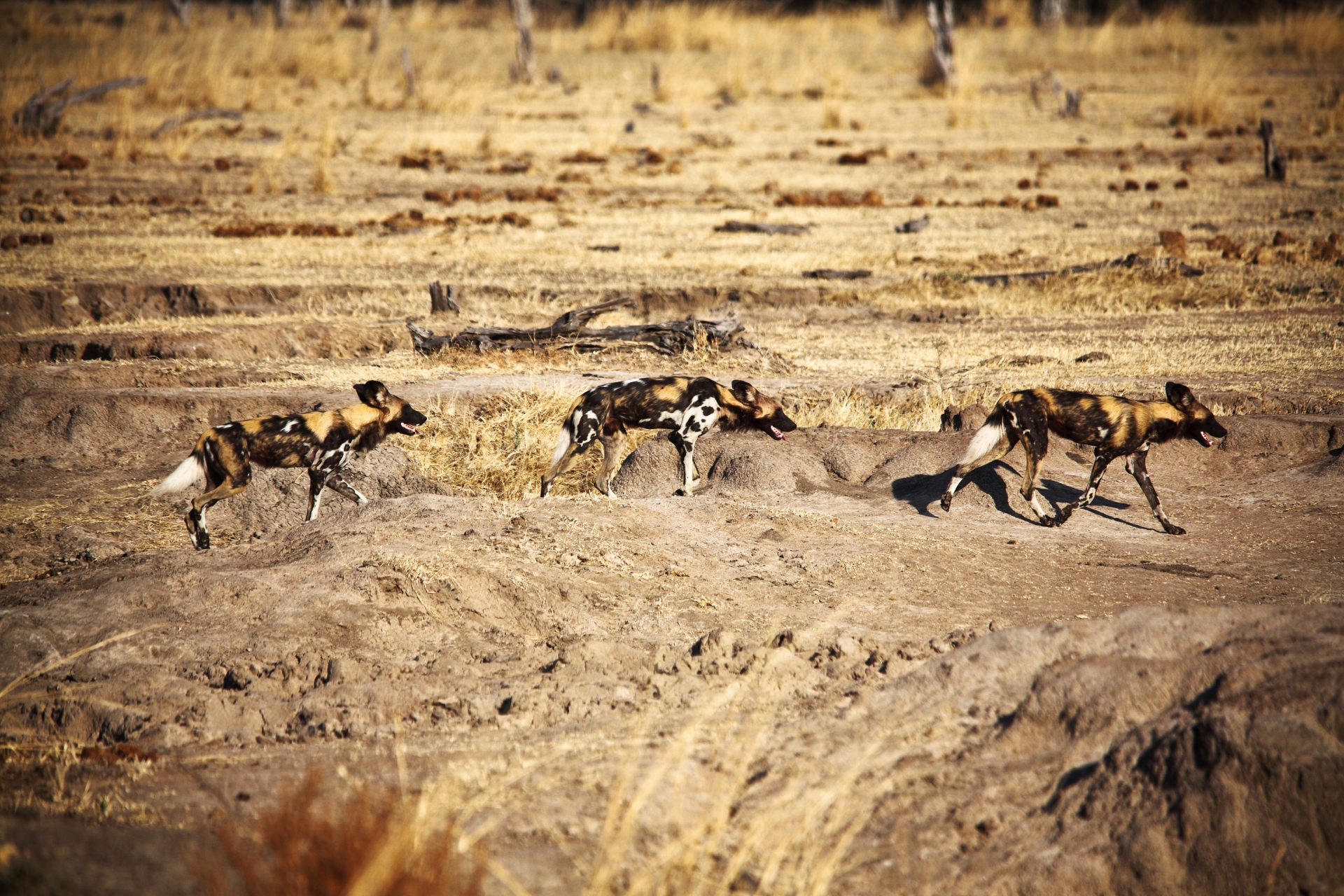 Wild dogs in South Luangwa 
