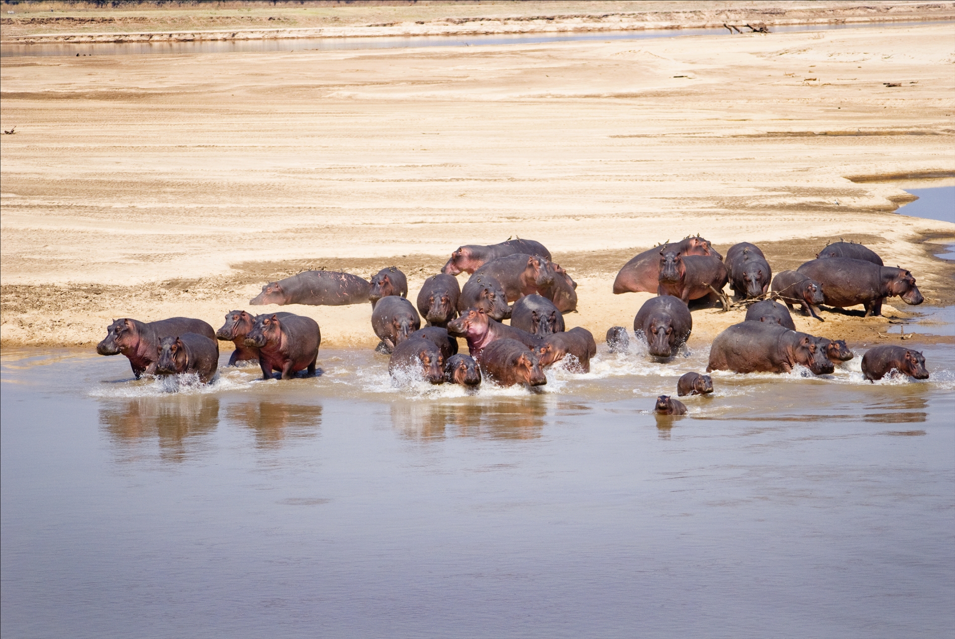 Hippos in South Luangwa 