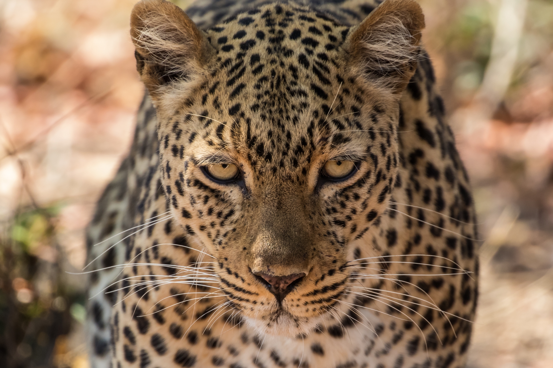 Leopard South Luangwa 