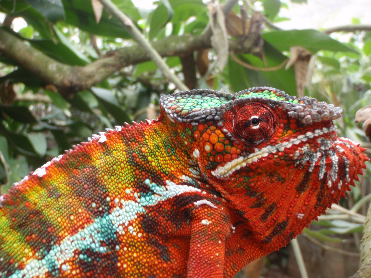 Red phase panther chameleon 