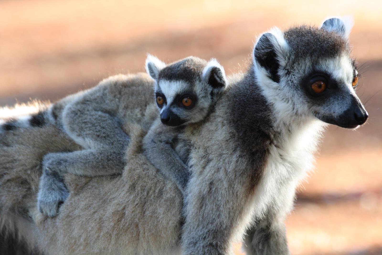 Ring tailed lemurs 