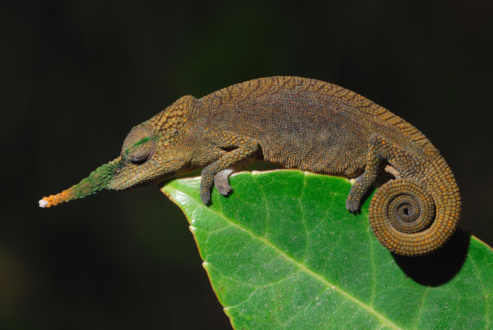 Long nosed chameleon 