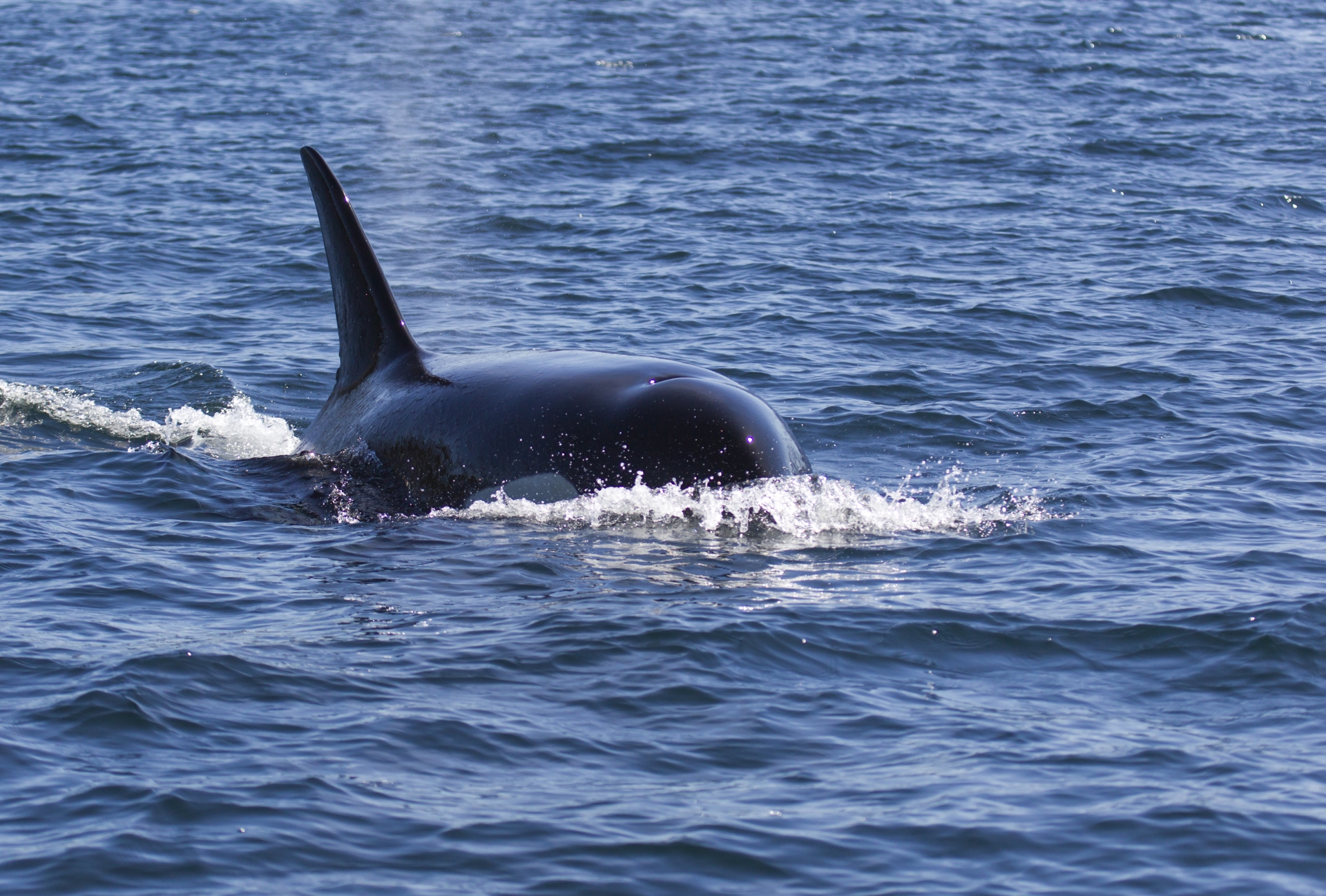 Vancouver Island Orca - Canada