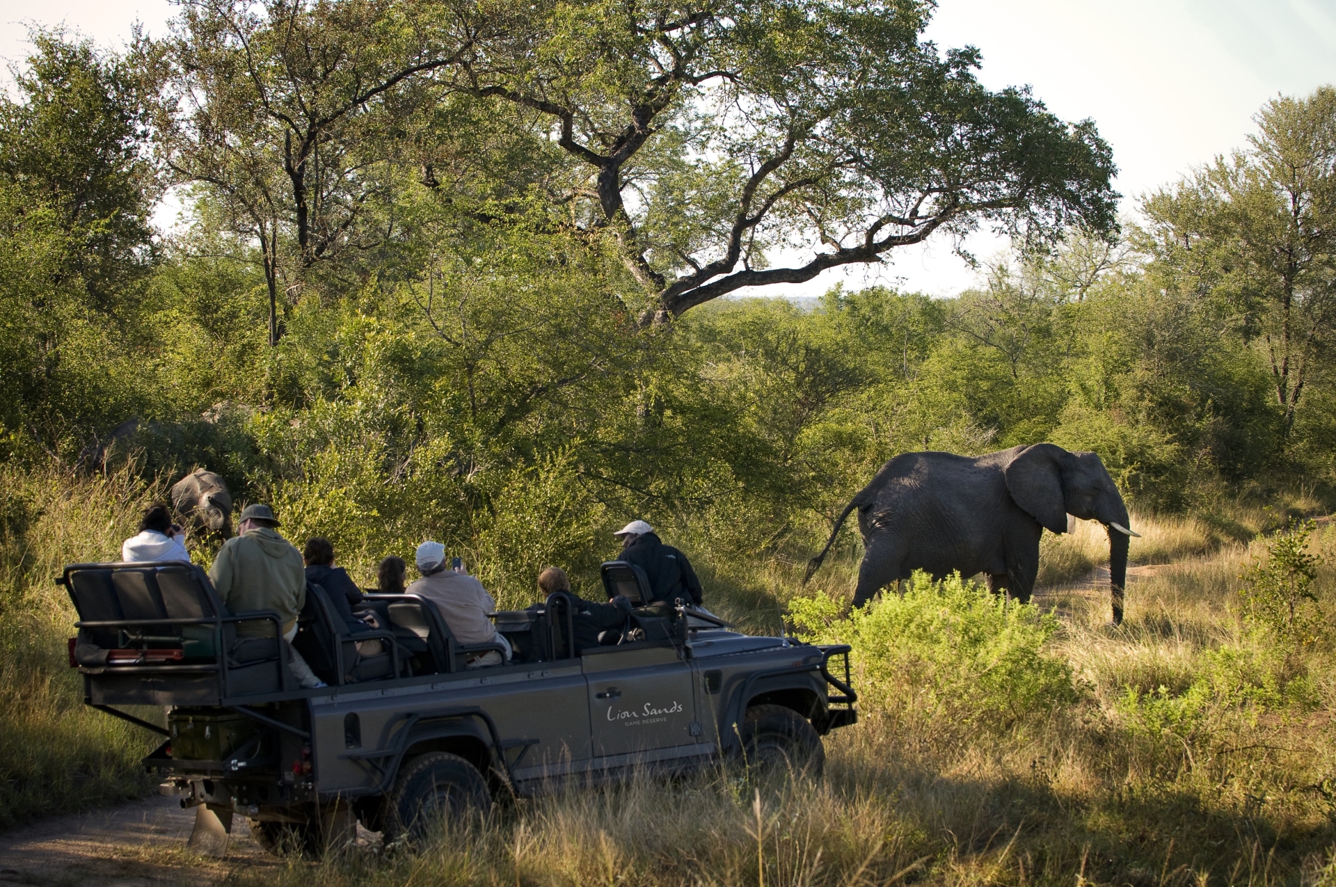 Elephant on safari 