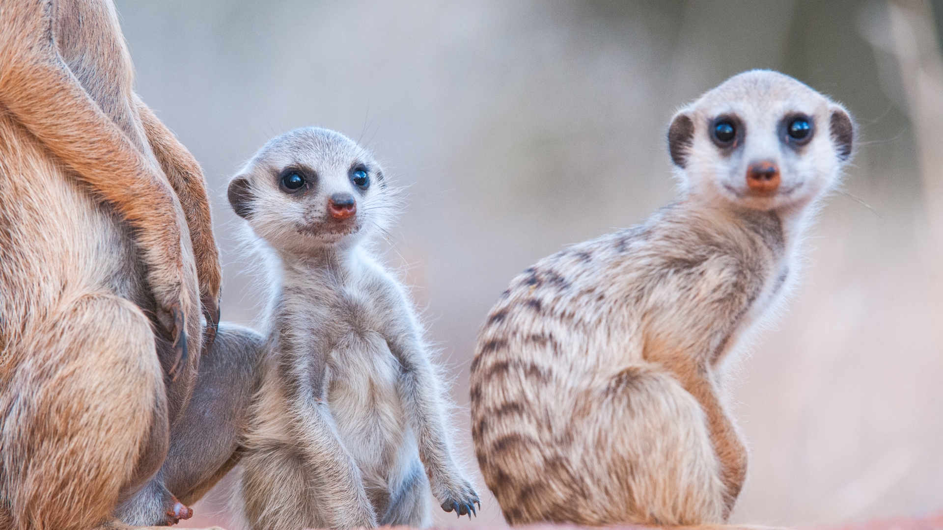 Meerkats of Tswalu 