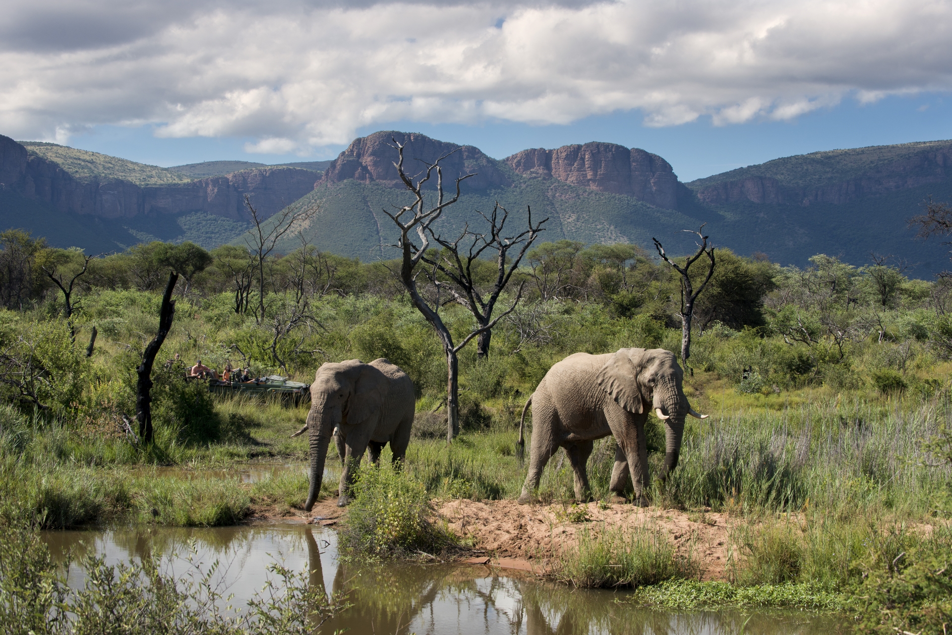 Elephants on safari 