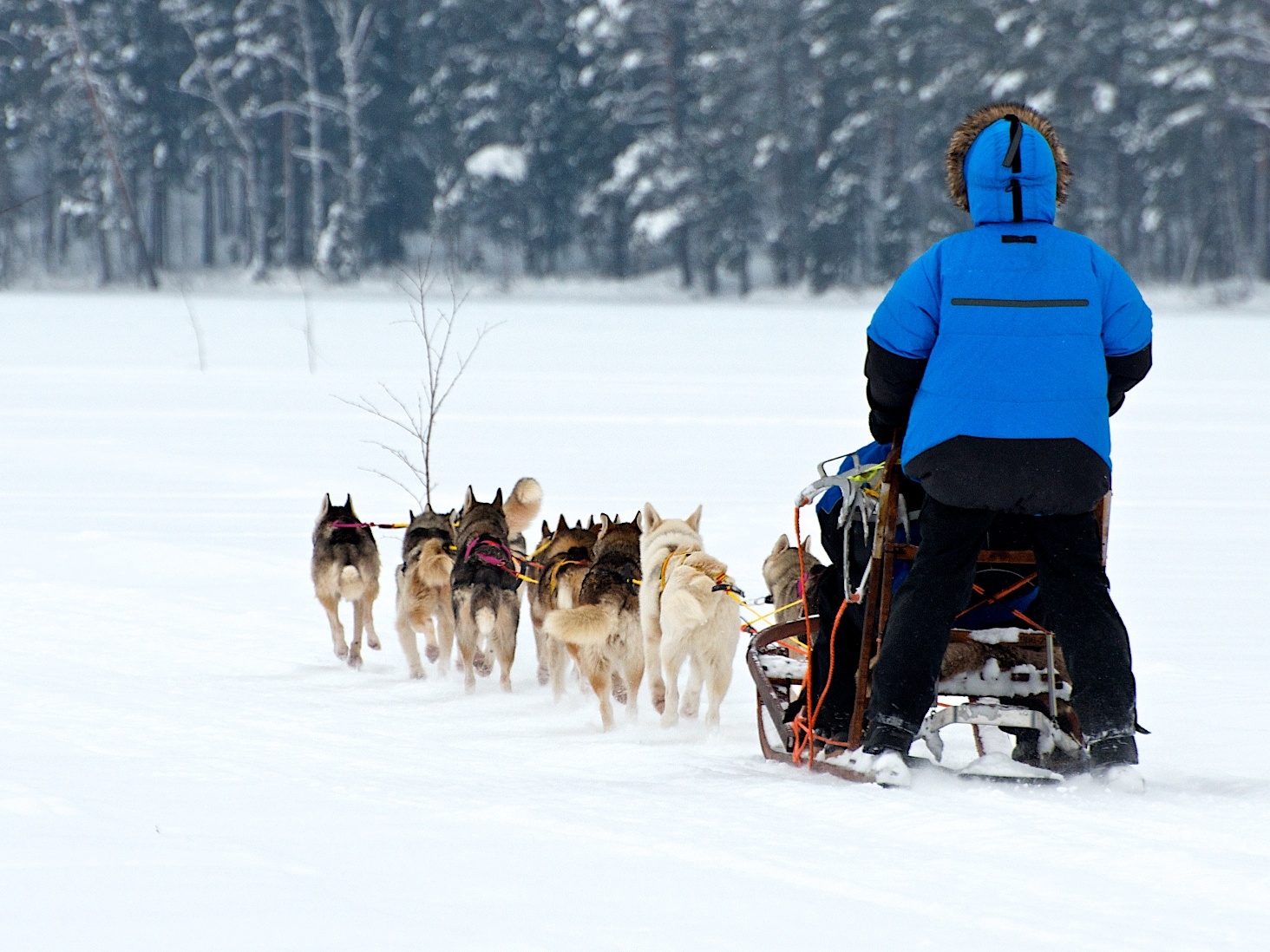 Dog sledding Arctic Retreat 