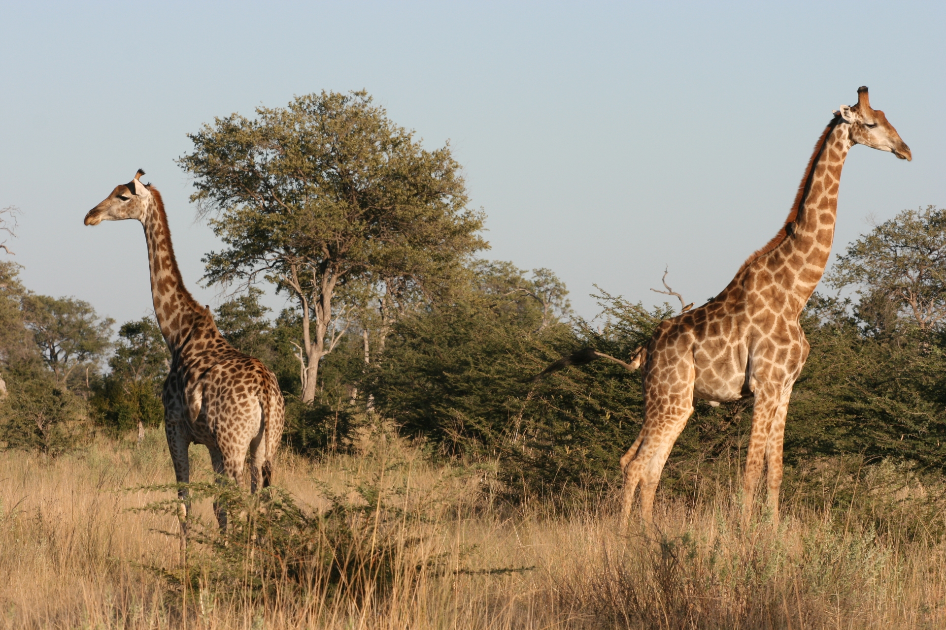 Botswana wildlife 