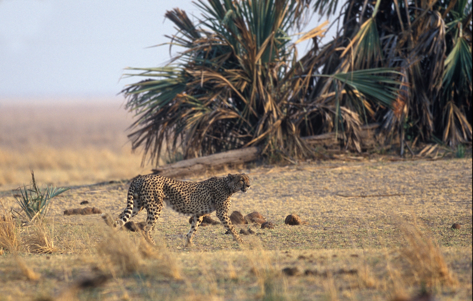 Cheetah at Katavi 